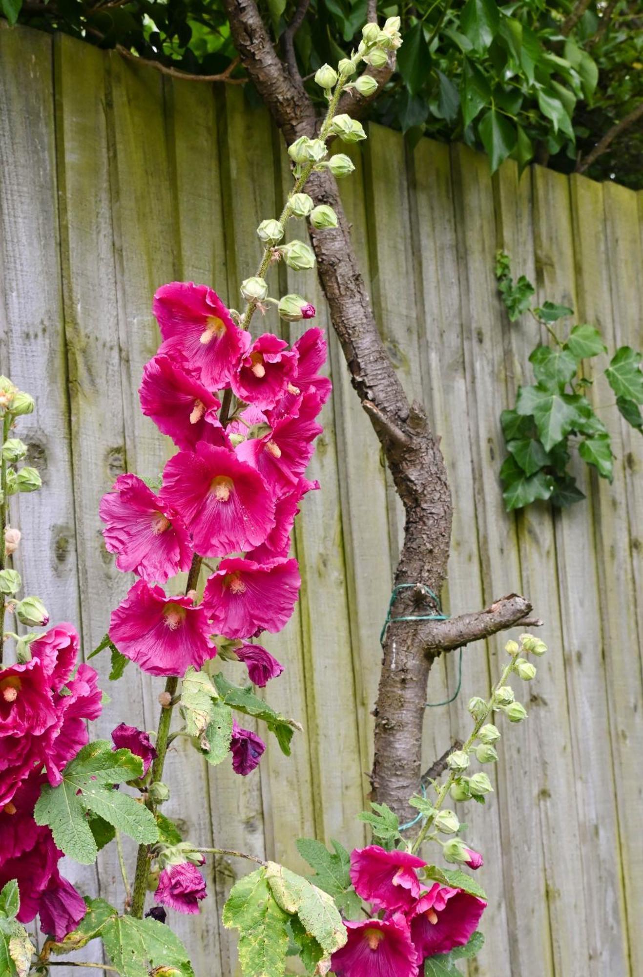Sweet Pea Cabin Badsey Bagian luar foto